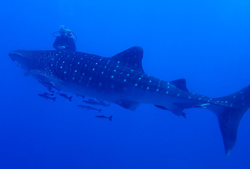 Whale Shark Diving Similan