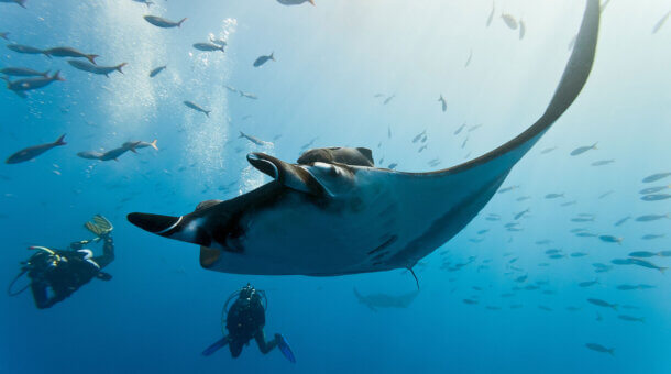 Diving with Manta Rays