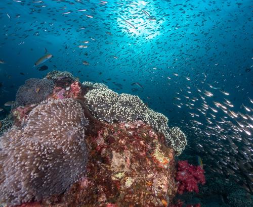 Diving Thailand