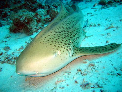 Leopard Shark Liveaboard Diving Phuket