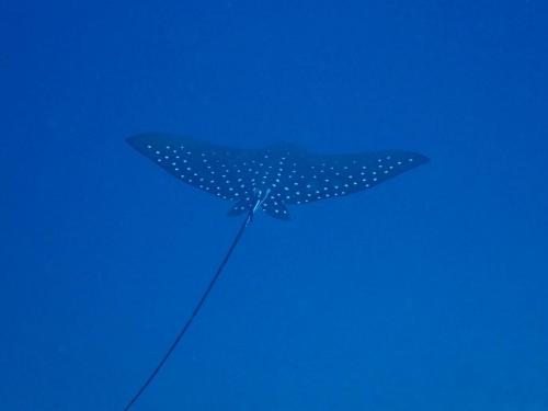 Eagle Ray