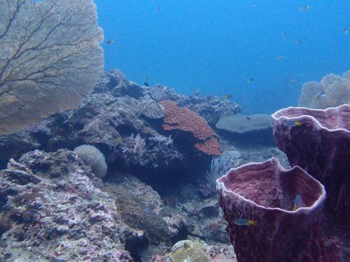 Diving Phi Phi Islands