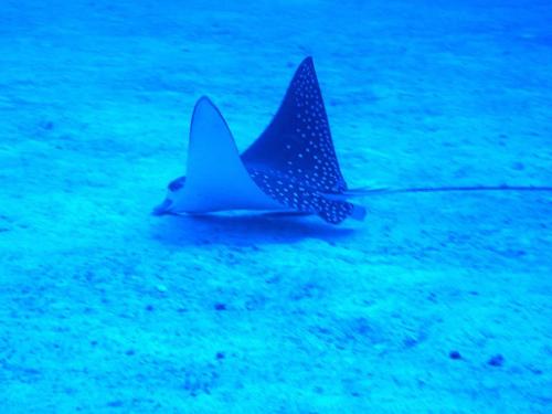 Eagle Ray - Liveaboard Diving Phuket