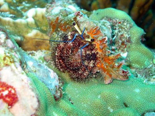 Hermit Crab - Phuket Liveaboard Thailand