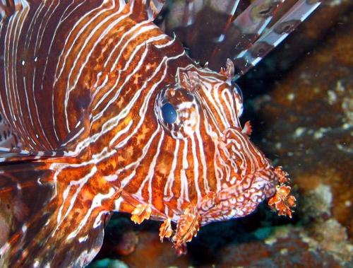 Lionfish - Phuket Liveaboard