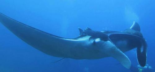 Manta Ray - Liveaboard Diving Phuket