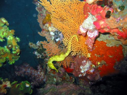 Seahorse - Phuket Liveaboard Thailand