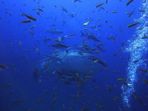 Whale Shark - Phuket Liveaboard Diving