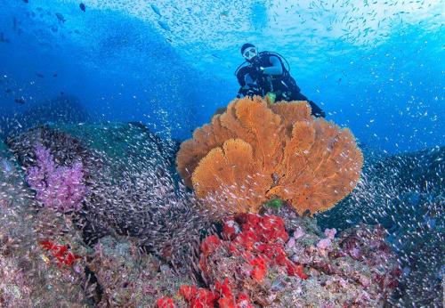 Diver in Thailand