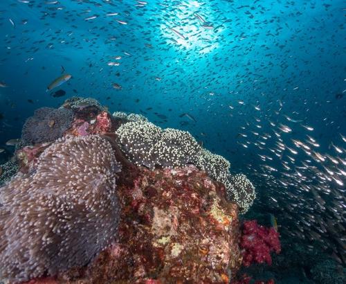 Diving in Thailand