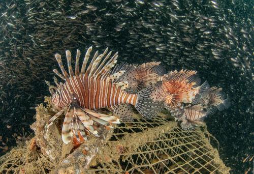 Lion Fish at Similan Islands Thailand