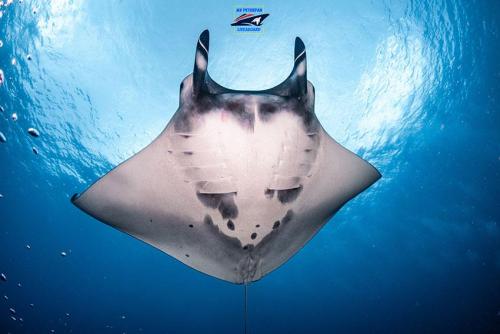 Manta Ray in Thailand