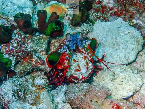 Mantis Shrimp in Thailand