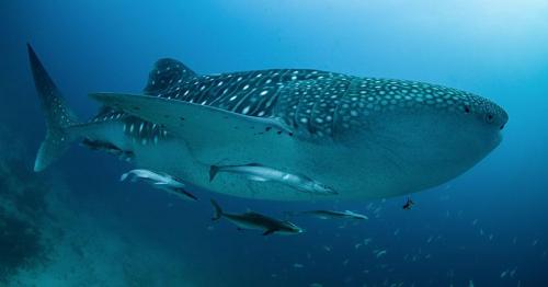 Whaleshark Diving in Thailand