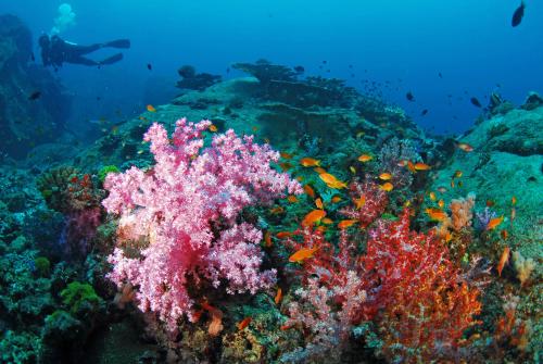 Diving in the Similan Islands