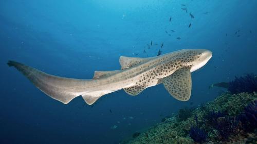 Leopard Shark