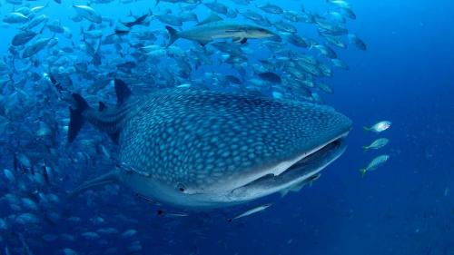 Whale Shark in Thailand